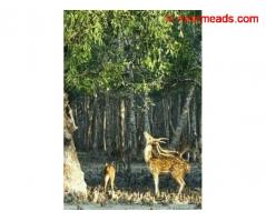 Tours and Travels in Kolkata Sundarban Tour From Kolkata Luxury Jungle Cruise Safari