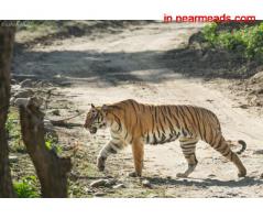 Tours and Travels in Delhi Jim Corbett Packages