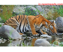 Tours and Travels in Kolkata Book Best Sundarban Tour Packages | Sunderban Tour