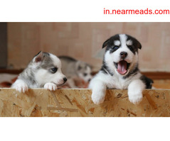 Massage in Lucknow Best Anti Tick Dog Shampoo Online From Disinfecto