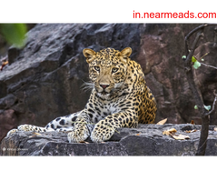 Tours and Travels in Noida Wildlife Tour Package | All India Birding Tours